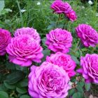 Роза Дамсон флорибунда, Imperial Rose
