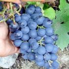 Виноград плодовый Родина