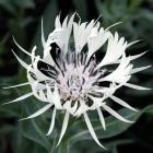 Василек Centaurea Montana Alba белый  NEW!