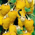 Малина ремонтантная Голден Эверест (Rubus idaeus Golden Everest)