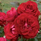 Роза Мона Лиза флорибунда, Imperial Rose