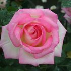 Роза Принцесс де Монако чайно-гибридная, Imperial Rose