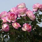 Роза Принцесс де Монако чайно-гибридная, Imperial Rose