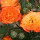 Роза Санмейд миниатюрная, Imperial Rose
