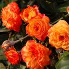 Роза Санмейд миниатюрная, Imperial Rose