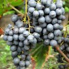 Виноград плодовый Агат донской