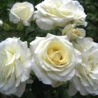 Роза Сноу Дэнс плетистая, Imperial Rose