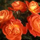 Роза Элисон флорибунда, Imperial Rose