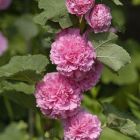 Шток-роза Double Pink махровая