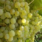 Виноград плодовый Краса Севера