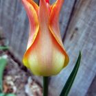 Тюльпан Баллада Оранж лилиецветный 5шт.