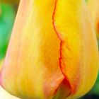 Тюльпан Blushing Apeldoorn Дарвина 5шт