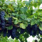 Виноград плодовый Вэлиант