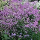 Василистник Рохебрунна