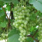 Виноград плодовый Краса Севера