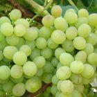 Виноград плодовый Х-10-23