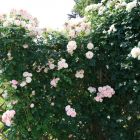 Роза Альков плетистая, Imperial Rose