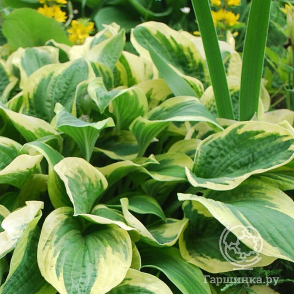 Hosta Funkia Mix С†РІРµС‚С‹