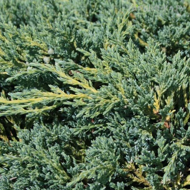 Купить Можжевельник В Ростове На Дону Недорого