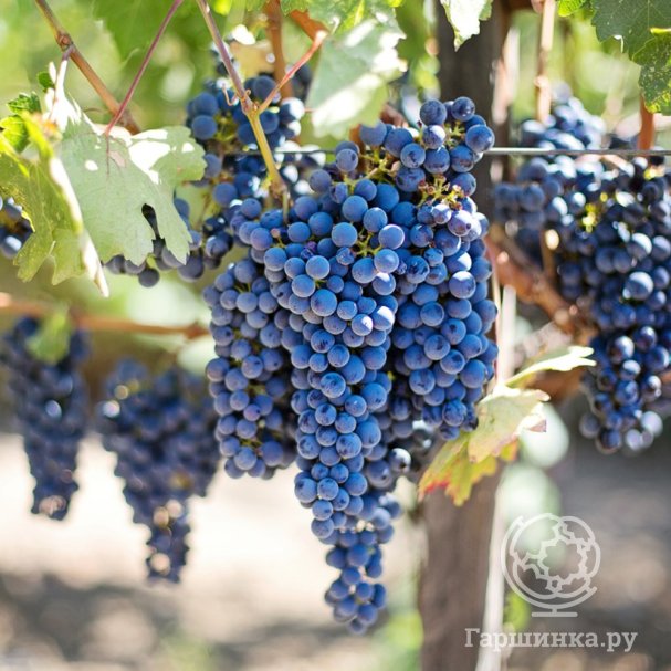 Купить саженцы Винограда плодового по низкой цене из питомникаинтернет-магазина садовых растений «Гаршинка.ру»