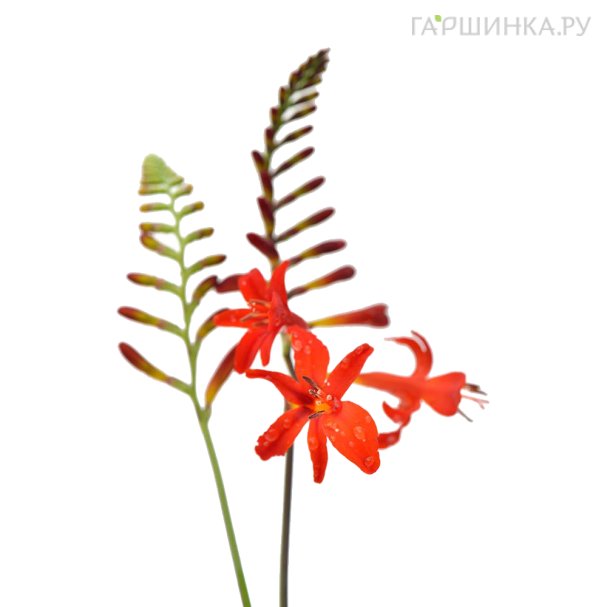 Саженцы крокосмии купить в Москве по низкой цене - интернет-магазин ...