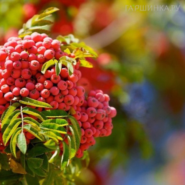 Рябина купить онлайн в Москве по низкой цене - интернет-магазин Гаршинка