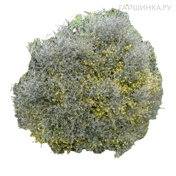 Саженцы корокии купить в Москве по низкой цене - интернет-магазин Гаршинка