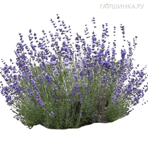 Саженцы котовника купить в Москве по низкой цене - интернет-магазин ...