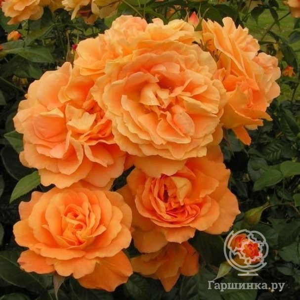Розы флорибунда (Тантау) купить онлайн в Москве по низкой цене -  интернет-магазин Гаршинка