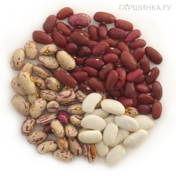 Семена фасоли купить в Москве по низкой цене - интернет-магазин Гаршинка