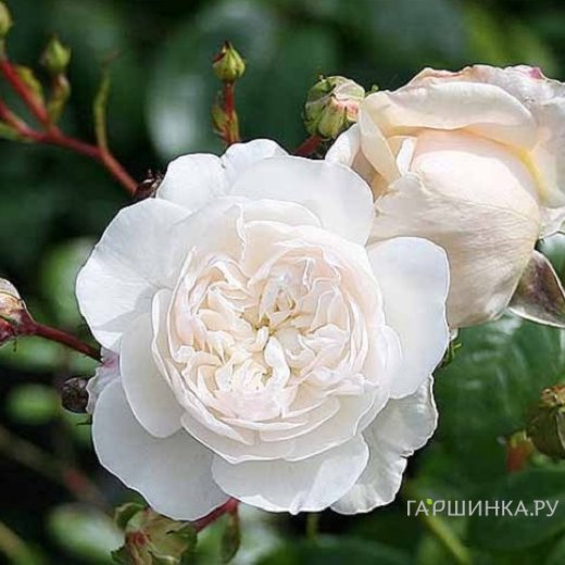 Роза Саммер Меморис, Кордес (лиц) купить в Москве по низкой