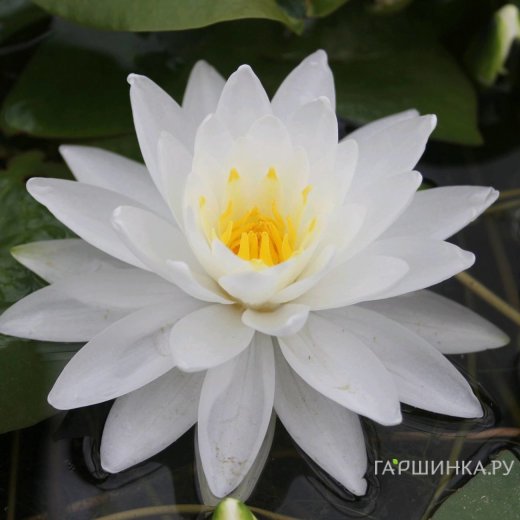 Ересектерге арналған порно бейнелерді қараңыз Үлкен орыстар