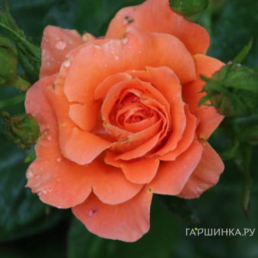 Ең үлкен гей пенис