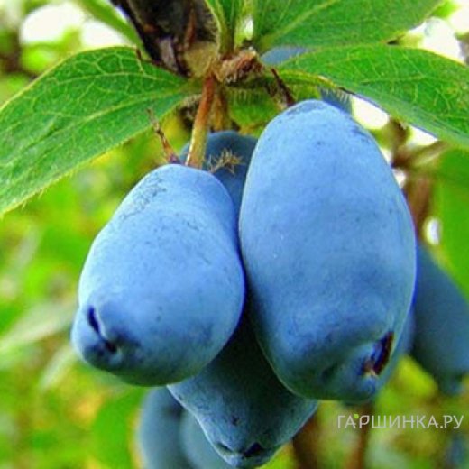 Нәзік, арық қыздың порно видеосы