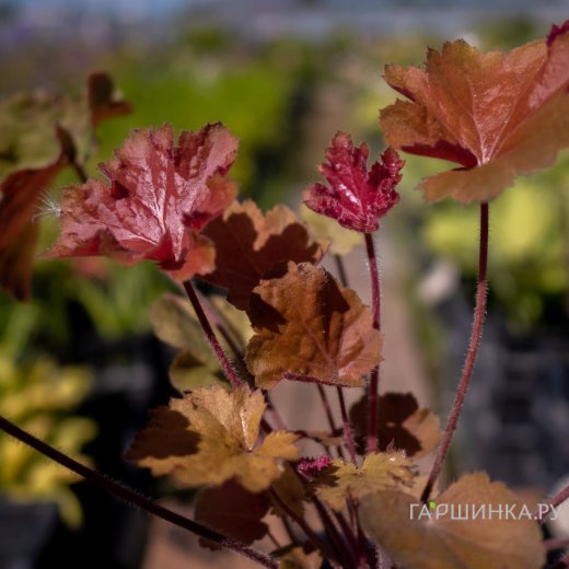 Мини юбкадағы секс