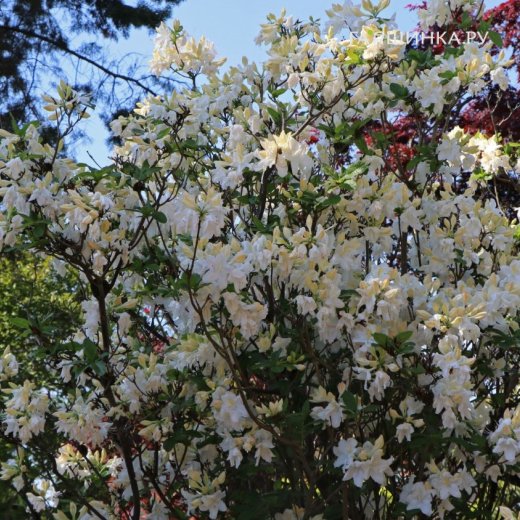 Full HD formatda porno tomosha qiling Mushukni qanday ochish kerak