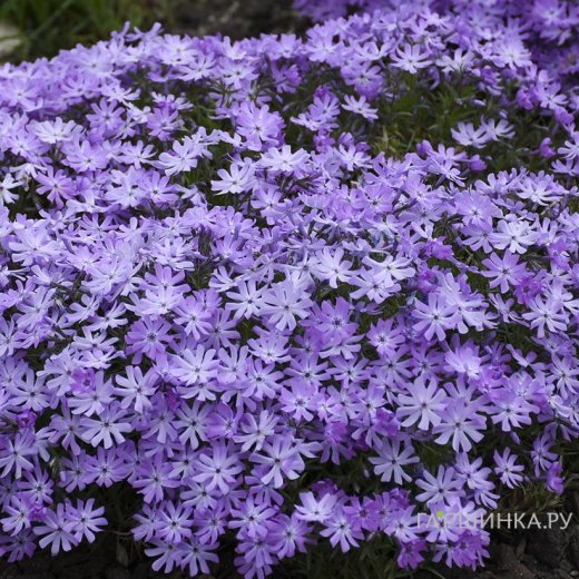 нудистік жағажайда анальді секс Оның есегін мүшесіне секіру