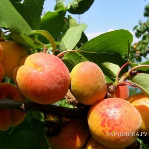 Русское порно кончают с сквирт Сексахоликтер: олардың кім екендігінің сипаттамасы