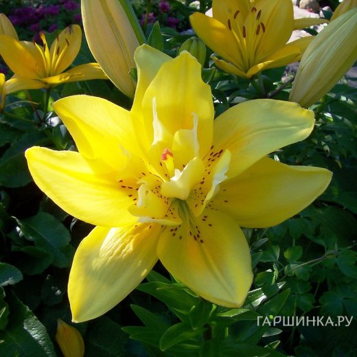 Мен алғаш рет орыс порносынан сиқты көрдім.