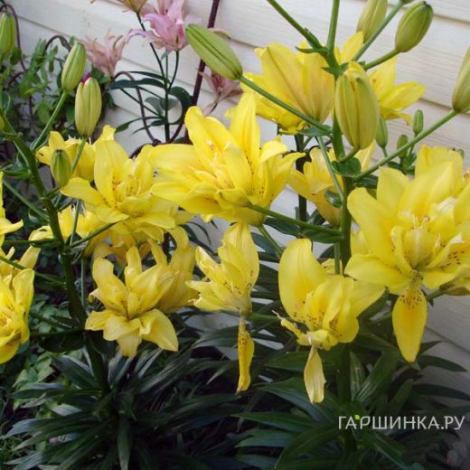 Денеге арналған Користік секс