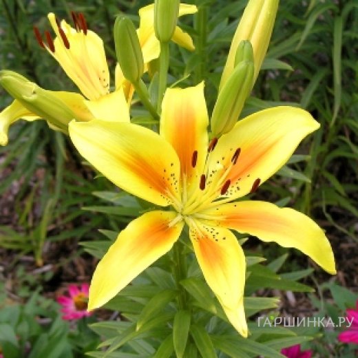 Порно аяқ етік Шашты қынаптың суреті