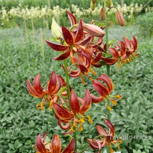 Сексуалдық аяқ киім, шұлық және юбка