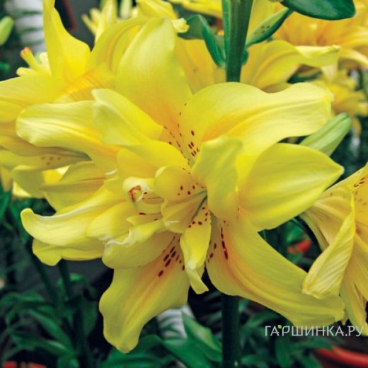 Төрт бейнеден тұратын порно