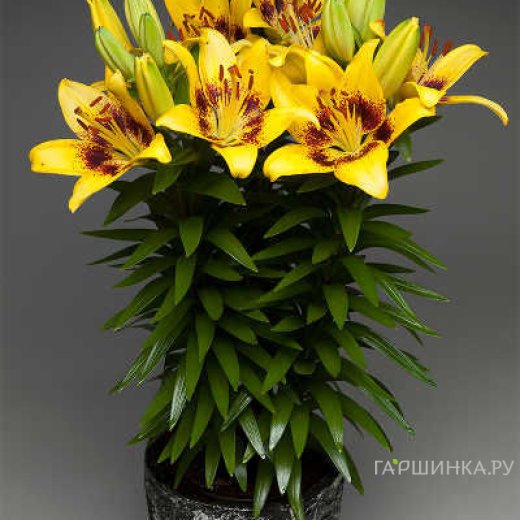 Порно дұрыс емес жерге түсті